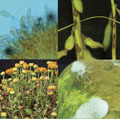 Photos used in analysing plant pathology and nematology